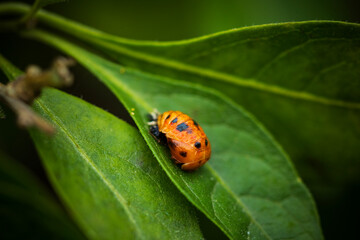 bug on a leaf