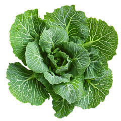 Overhead View of Fresh Green Cabbage on White Background