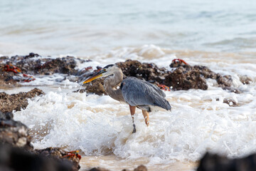 Grey Heron standing at beach fishing in galapagos ecuador