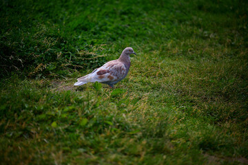 pigeon in the park on the grass