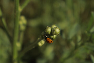 A detailed close-up of a vivid orange-red ladybug with black spots on green foliage, set against a...