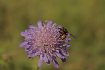 A macro close-up of Sicus ferrugineus walking across a pastel purple pincushion flower petal, with detailed textures and a dreamy blurred background in daylight.