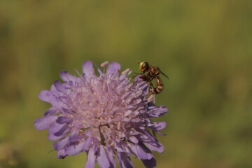 A macro close-up of Sicus ferrugineus walking across a pastel purple pincushion flower petal, with...