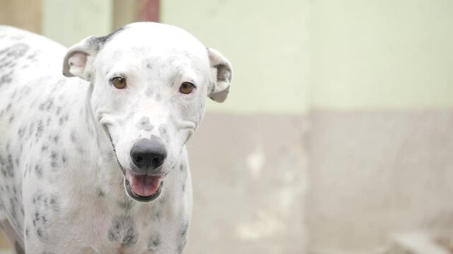 Adorable Dalmation Dog's Happy Smile Steals the Heart