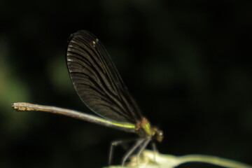 A detailed close-up of dragonfly wings perched on a dried grain tip, showcasing intricate black and soft white patterns with greenish-blue body shimmer against a blurred background.