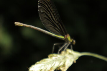 A detailed close-up of dragonfly wings perched on a dried grain tip, showcasing intricate black and soft white patterns with greenish-blue body shimmer against a blurred background.