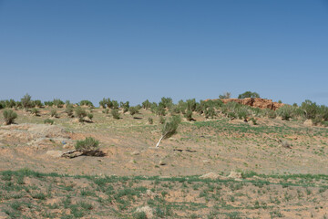 The saxaul tree, native to Central Asia, thrives in arid deserts. It stores water in its trunk and...