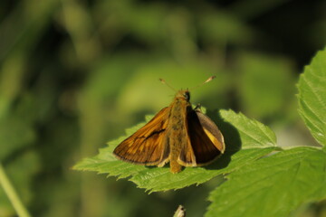 An Essex Skipper butterfly with orange wings perches on a green leaf under midday sun against a...