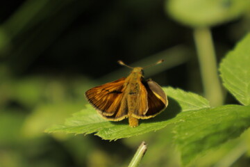 An Essex Skipper butterfly with orange wings perches on a green leaf under midday sun against a...