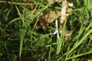 Macro shot capturing the delicate white plume moth perched gracefully on grass blades, bathed in soft, dreamy natural light with a blurred, gentle background