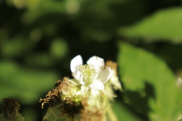 Detailed dreamy macro shots of delicate blackberry flowers, showcasing white petals with subtle pink hues against a soft, green blurred background