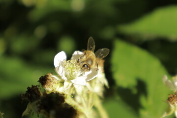 A western honeybee (Apis mellifera) feeds on nectar from a soft pink-tinged blackberry flower petal against a dreamy blurred green background