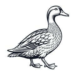 Obraz premium Elegant Line Art Illustration of a Duck Detailed Drawing of a Majestic Waterfowl Bird