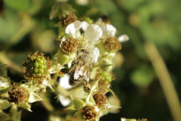 A western honeybee (Apis mellifera) feeds on nectar from a soft pink-tinged blackberry flower petal...