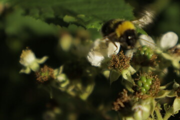A detailed close-up of a single bumblebee collecting nectar on a soft blackberry petal, set against a blurred green dreamy background