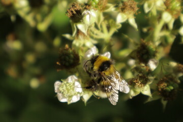A detailed close-up of a single bumblebee collecting nectar on a soft blackberry petal, set against...