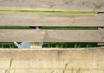 Country dog behind a wooden fence.