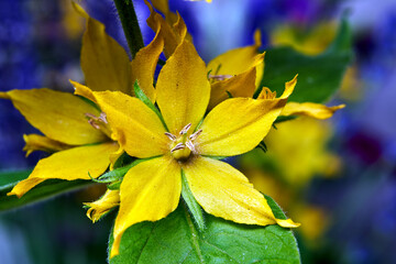 close-up of a lysimachia flower in a garden during spring