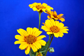 bouquet of blooming Gaillardia flowers on blue background
