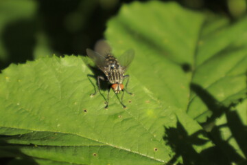A macro close-up of a black-and-white patterned fly with red eyes perched on a green leaf, its...
