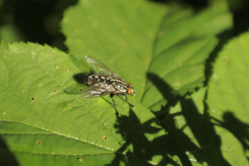 A macro close-up of a black-and-white patterned fly with red eyes perched on a green leaf, its shiny wings and sturdy legs sharply detailed. The background is slightly blurred.