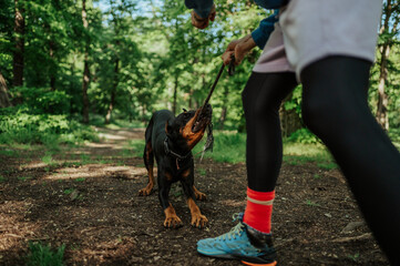 Doberman pinscher playing tug of war with owner in forest path