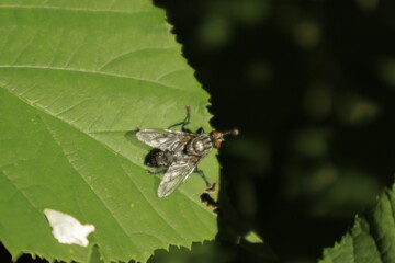 A macro close-up of a striped fly rubbing its legs together on a green leaf against a soft, blurred background, highlighting its red eyes and subtle yellow leg tips.