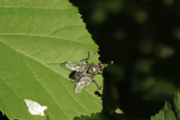 A macro close-up of a striped fly rubbing its legs together on a green leaf against a soft, blurred...
