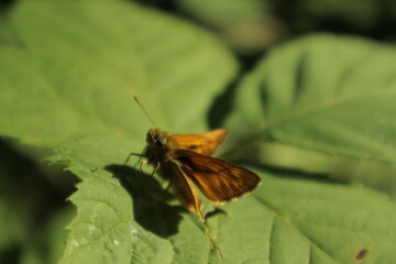 An Essex Skipper butterfly with orange wings perches on a green leaf under midday sun against a...