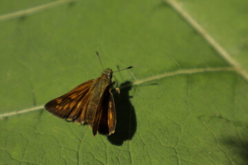An Essex Skipper butterfly with orange wings perches on a green leaf under midday sun against a...