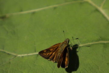 An Essex Skipper butterfly with orange wings perches on a green leaf under midday sun against a...
