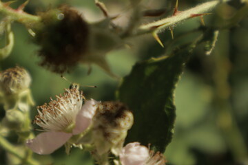 Macro of an Essex skipper butterfly shyly peeking its head and antennae over a soft pink-white...