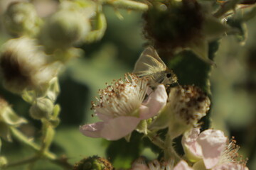 Detailed dreamy macro of an Essex skipper butterfly perched on a soft pink-white blackberry flower, feeding on nectar against an increasingly blurry background