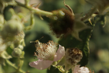 Macro of an Essex skipper butterfly shyly peeking its head and antennae over a soft pink-white...