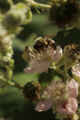 Detailed dreamy macro of an Essex skipper butterfly perched on a soft pink-white blackberry flower,...