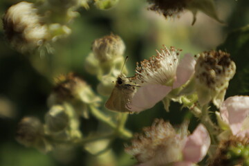 Detailed dreamy macro of an Essex skipper butterfly perched on a soft pink-white blackberry flower,...