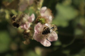 Multiple western honeybees (Apis mellifera) collect nectar on soft pink-tinged blackberry petals against a dreamy blurred green background