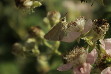 Detailed dreamy macro of an Essex skipper butterfly perched on a soft pink-white blackberry flower,...