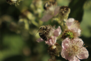 A western honeybee (Apis mellifera) feeds on nectar from a soft pink-tinged blackberry flower petal against a dreamy blurred green background