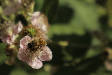 A western honeybee (Apis mellifera) feeds on nectar from a soft pink-tinged blackberry flower petal against a dreamy blurred green background