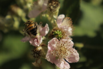 A western honeybee (Apis mellifera) feeds on nectar from a soft pink-tinged blackberry flower petal against a dreamy blurred green background