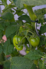 Promising fresh flavors, green tomatoes hang on the vine, showcasing healthy growth and the vibrant...