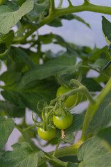 Promising fresh flavors, green tomatoes hang on the vine, showcasing healthy growth and the vibrant potential of a summer garden. Perfect for themes of natural produce.