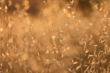 avena fatua al tramonto in estate