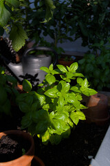Lush green basil thrives in sunlight, promising fresh, aromatic flavors. This close-up captures the...