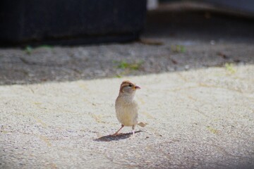 Spatz am Boden