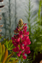 A vibrant pink lupine stands tall, showcasing its beautiful blooms and developing seed pods. This...