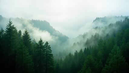 Fototapeta premium Misty Forest in the Mountains. A scenic view of a dense evergreen forest in the mountains, shrouded in mist and fog. The trees in the foreground are sharply in focus