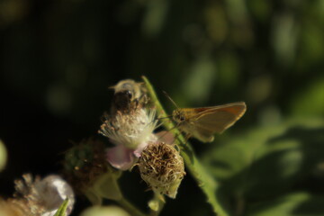 A western honeybee and an Essex skipper butterfly feed together on soft pink-tinged blackberry...