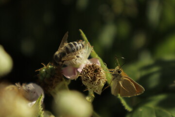A western honeybee and an Essex skipper pulling its antennae to itself in a spiral butterfly feed...